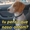 Pets, memes e reações 🐶 7