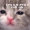 Gatitos Memes😺✨💕2 10