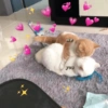 Cats hearts 5