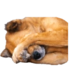 Dogs and Cats 14
