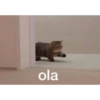 Cats random 22