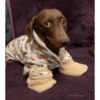 Dogs do aspas 6
