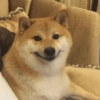 Modo Shiba Inu❤️🐶 8