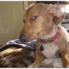 Dogs do aspas 7