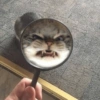 GATOS CRINGE 😵🥵 12