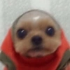 🐕🦮Perritos graciosos 🐕‍🦺🐶 14