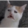 Kucing lucu 6