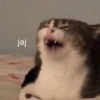 Gatos 19