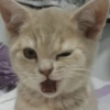 кошки лечат депрессию 15