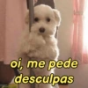 Pets, memes e reações 🐶 5