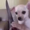 🐕🦮Perritos graciosos 🐕‍🦺🐶 5
