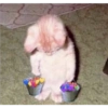 Cats random 5