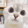 🐱 Gatito Blanco 🐱 27