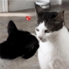 Monkeycatluna 17