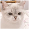 🐱 Gatito Blanco 🐱 10