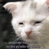 abdomen marcado??
no bro yo sólo las ojeras