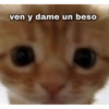 Gatos Cura depresión 😽💕 5