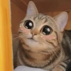 Cute kitten 🥺 6