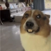 Doguitos fofos 8