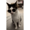Monkeycatluna 10