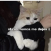 Gatitos Memes😺✨💕2 6