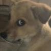 🐕🦮Perritos graciosos 🐕‍🦺🐶 6
