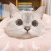 🐱 Gatito Blanco 🐱 15
