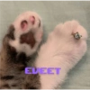 Cute cats 5