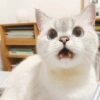 🐱 Gatito Blanco 🐱 28