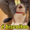 é biscoitoo