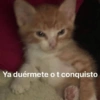 Gatitos Memes😺✨💕2 12