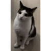 Monkeycatluna 9