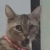 GATOS CRINGE 😵🥵 5