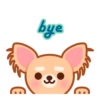 Gizmo Chihuahua 15