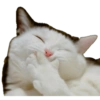 Dogs and Cats 19