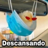 P
4
Pey suckers
Descansando