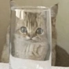 GATOS CRINGE 😵🥵 11
