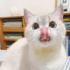 🐱 Gatito Blanco 🐱 26