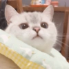 🐱 Gatito Blanco 🐱 25
