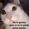 ola m gustas
pero si no te gusto
nome gustas