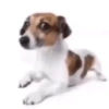 Dogs do aspas 28