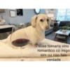Dogs do aspas 23