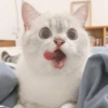 🐱 Gatito Blanco 🐱 20
