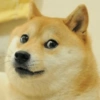 Pets, memes e reações 🐶 12