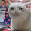 Cats hearts 12