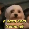 Pets, memes e reações 🐶 15