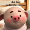 dua babi
sedang bertatapan