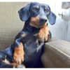 Dogs do aspas 5