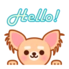 Gizmo Chihuahua 9