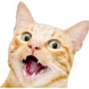 Cats random 8